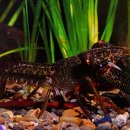 Gilgie (Cherax quinquecarinatus/C.crassimanus) 이미지