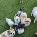 스마트독 | 신림애견호텔 우리 아이 행복을 도와주는 스마트독 후기