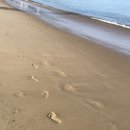 멍멍이랑 호호아줌마 이미지