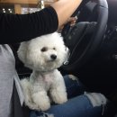 코코애견 이미지