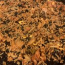 닭사랑&면사랑 이미지