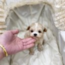 부산강아지분양 앨리펫 이미지