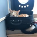 광교 우리들동물병원 이미지