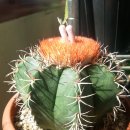 소형종 마탄자누스(Melocactus matanzanus) 이미지