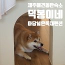 덕봉 | 제주 애견동반 숙소 ㅣ 서쪽 독채 펜션 '덕봉이네'