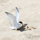갈매기 이미지