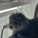 DMC 헤어포레