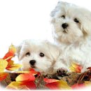 개팔자 상팔자 이미지