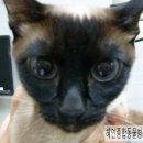 혜인종합 동물병원 이미지