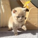 캣스토리 고양이분양 일산본점 이미지