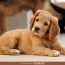 김포동물병원 이미지