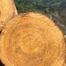 동양특수목재(주) 이미지