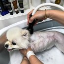 멍데이 살롱 | 우리 강쥐 스트레스 싹! 김포 멍데이 방문기 털어봄