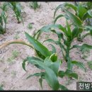 달봉농원 이미지