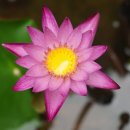 572. 물소를 닮는 마음 (글 - 연덕스님) 이미지