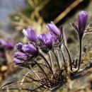 동강할미꽃마을 이미지