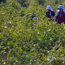 고하도 조선 육지면발상지비 이미지
