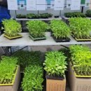 와부농업협동조합 하나로마트 이미지