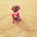 드림펫 동물병원 이미지