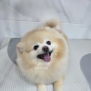 댕댕그루밍 이미지