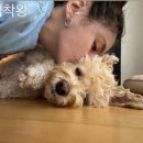 김용지 카카오 검색결과