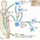 일반인이 말하는 면역력은 켠디션 이미지