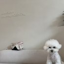 송파바로동물병원 | 송파구 가락시장역 내돈내산 강아지 건강검진 솔직후기 - 정담동물병원