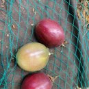 향화농장 이미지