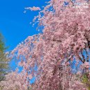 서출동류 물길 트레킹 길 | 거창 월성계곡 국내 최대 수달래꽃 사진출사지 서출동류물길 봄빛 트레킹 &amp; 병곡마을 능수벚꽃길