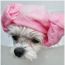 꼬리치랑개 이미지