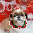 하이몽 애견미용실 이미지