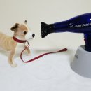 몽모드펫 이미지