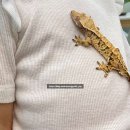 동성카프라자 이미지