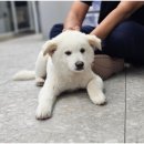 안심 동물의료센터 이미지