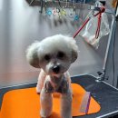 복이애견샵 이미지