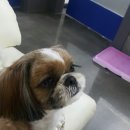 카페달님