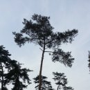 큰소나무농장 이미지