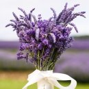 바이올렛 이미지