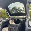 강아지 켄넬 | 강아지 차량용 켄넬 추천 🐶 (중대형견 사이즈 TIP · 내돈내산 후기)