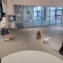 딩동댕 애견 카페 이미지