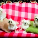 초코랑보리랑 Daum카페