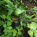 황둔초등학교 병설유치원 이미지