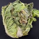 화성시 농산물 산지유통센터(APC) | "봄배추장기저장기술로 9월까지 쭉” 여름철배추수급안정노력 / 작물수확끝난 밭, 덮는작물로 보호...