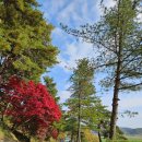 백운로(도산면) | [안동여행] 고요한 산속의 도산서원 &amp; 퇴계종택 (feat.2025 디지털도산별과)