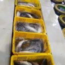 26일 - 바다숭어회(참숭어) /활돌문어판매- 목포먹갈치생선카페 이미지