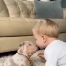 강아지사랑 이미지