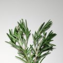 로즈마리 이미지