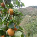 단감농장 이미지