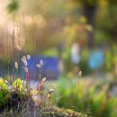 강아지풀 이미지