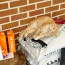 돌트미스테이 이미지